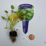 Coriander 'Santo' Herb Plug Plants X3 for Potting on