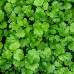 Coriander 'Santo' X3