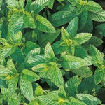 Mint 'Green' X3