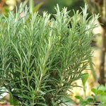 Rosemary 'Rosy Pro' X3