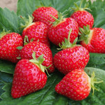 Strawberry 'Roman' X5