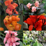 Canna Lily Cannova 'Mixed Colours' X5
