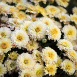 Chrysanthemum Poppins Prelude Popcorn X5