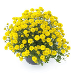 Chrysanthemum Poppins Prelude Yellow Jewel X5
