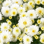 Chrysanthemum Ferrara White X5
