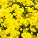 Chrysanthemum Ferrara Yellow X5