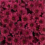 Chrysanthemum Hourra Purple X5