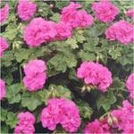 Geranium Ivy Leaf 'Amy' X5