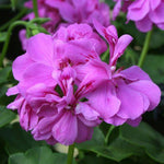 Geranium Ivy Leaf 'Amelit' X5