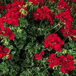 Geranium Ivy Leaf 'Becky' X5