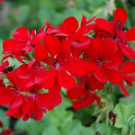 Geranium Ivy Leaf 'Scarlet' X5