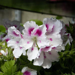 Geranium Zonal 'Belinda' X5