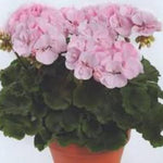 Geranium Zonal 'Alma' X5