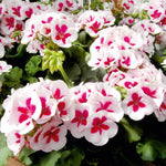 Geranium Zonal 'Flower Fairy White Splash' X5