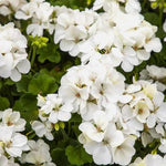 Geranium Zonal 'White Ice' X5