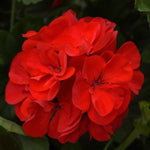 Geranium Zonal 'Sunrise Samantha' X5