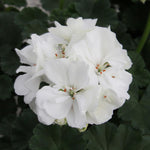 Geranium Zonal 'Moonlight Sailing' X5