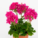 Geranium Zonal 'Sunrise Mona Lisa' X5