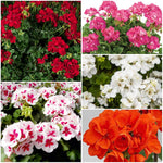 Geranium Zonal 'Mix' X5