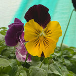 Pansy (Trailing) 'Cool Wave' Red Wing X6