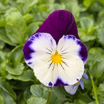 Pansy (Trailing) 'Cool Wave' Violet Wing X6