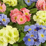 Primula 'Candy Mixed' X12