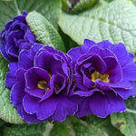 Primula Rubens 'Blue Shades' X12