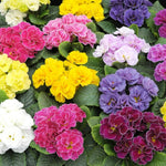 Primula Rubens 'Mixed' X12