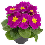 Primula Danique 'Light Violet' X12