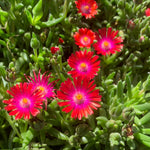 Delosperma Jewel of Desert 'Garnet' Ice X5