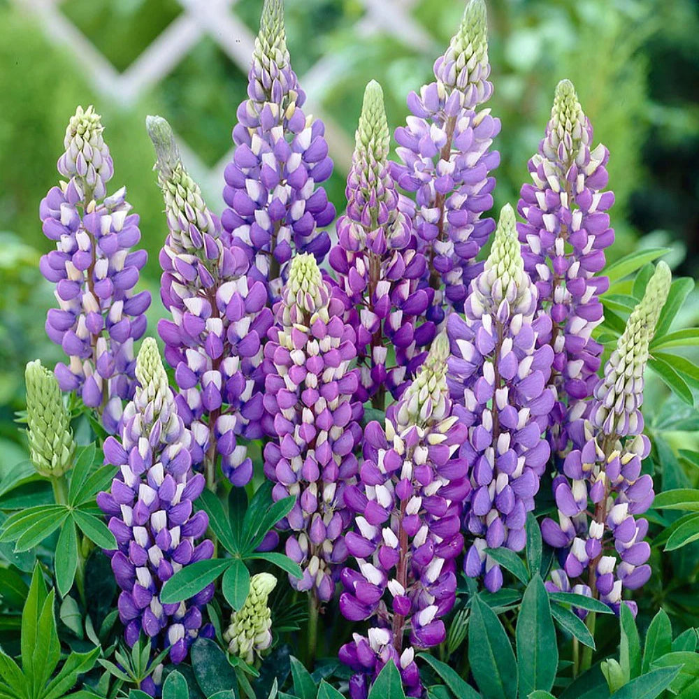 Lupin Legendary 'Blue Shades' X5
