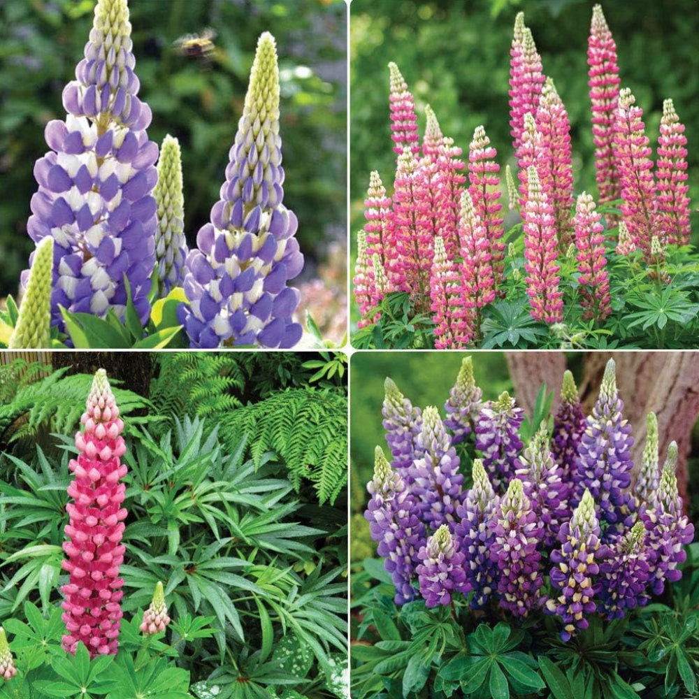 Lupin Legendary 'Pink and Blue Mix' X3