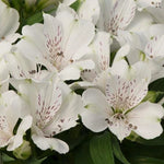Alstroemeria inticancha 'Magic White'