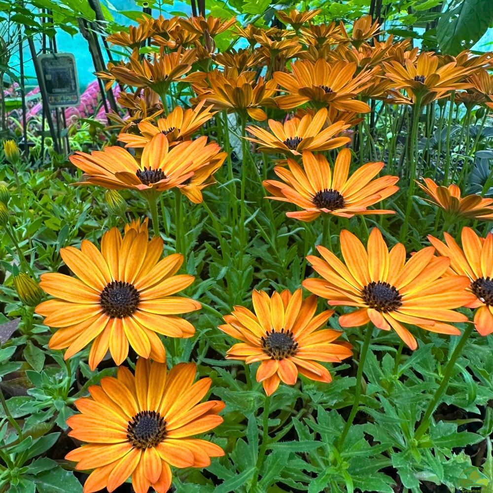 Osteospermum Senoritas 'Lucia' X3