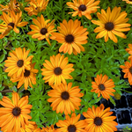 Osteospermum Senoritas 'Lucia' X3