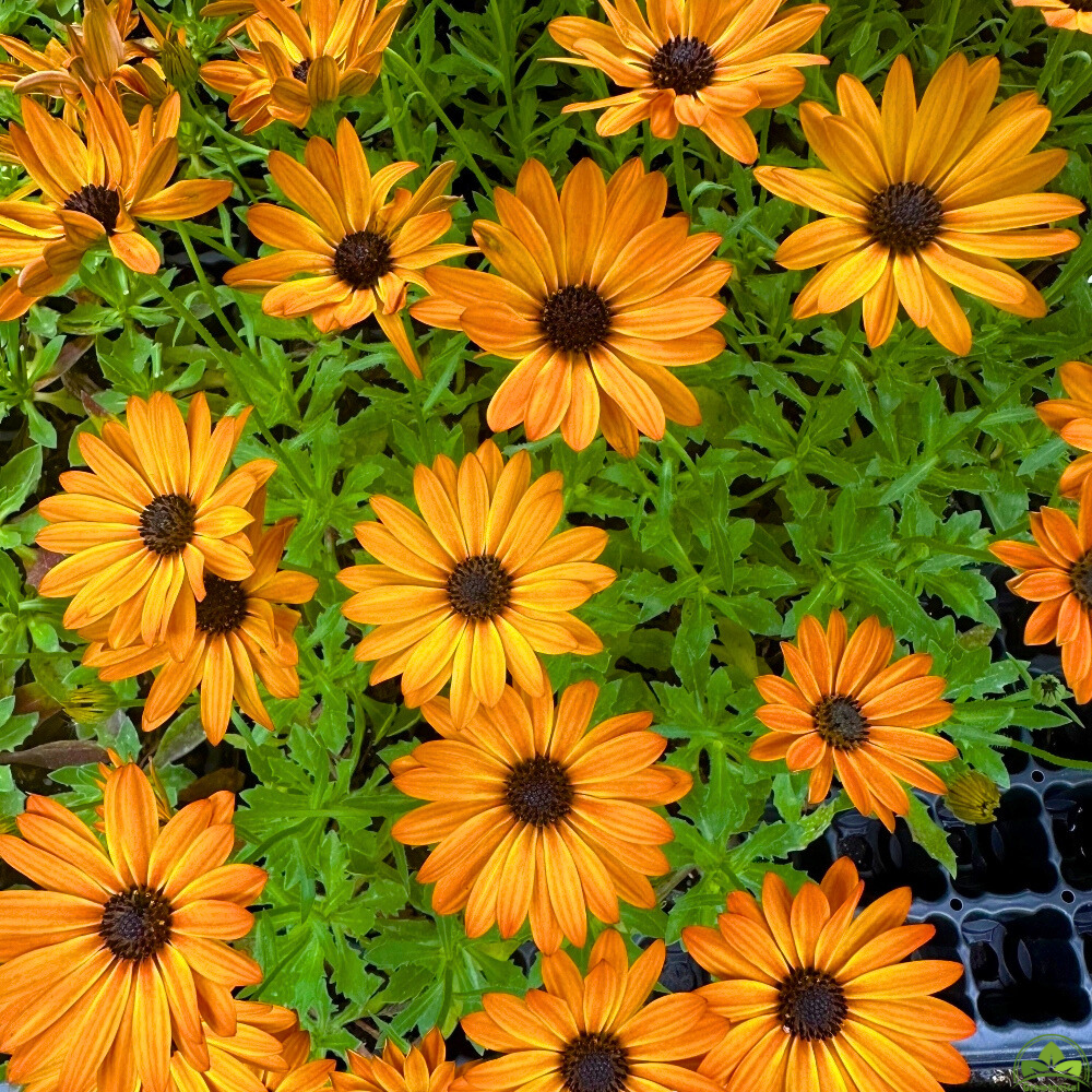 Osteospermum Senoritas 'Lucia' X3