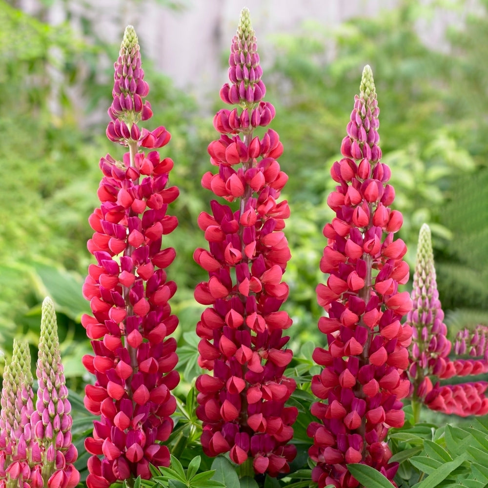 Lupin Legendary 'Red Shades' X5