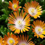 Delosperma Jewel of Desert 'Topaz' X5