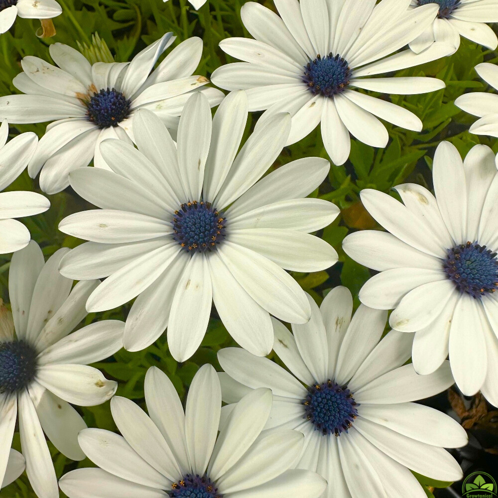 Osteospermum Senoritas 'Blanca' X3