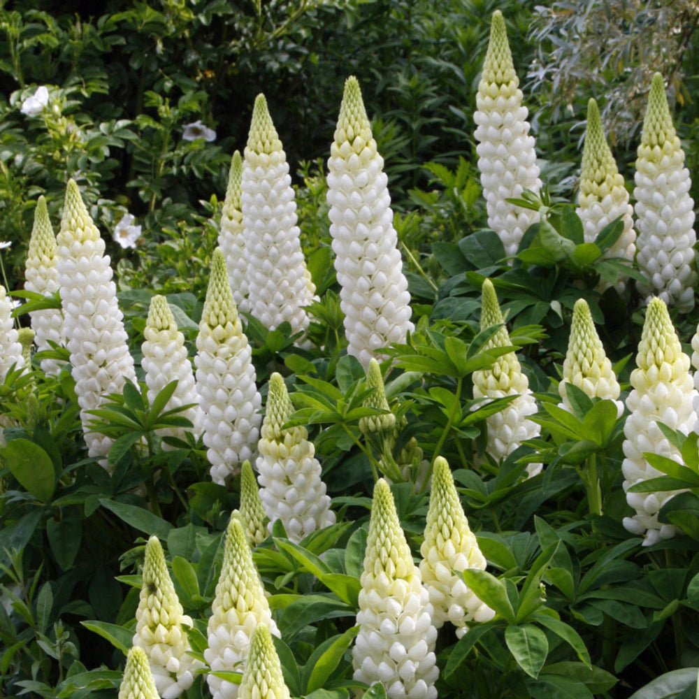 Lupin Legendary 'White Shades' X5