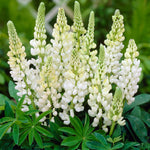 Lupin Legendary 'White Shades' X5