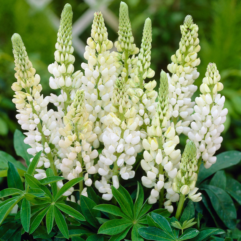 Lupin Legendary 'White Shades' X5