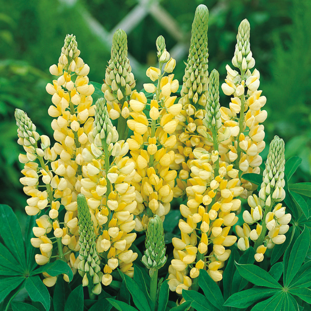 Lupin Legendary 'Yellow Shades' X5