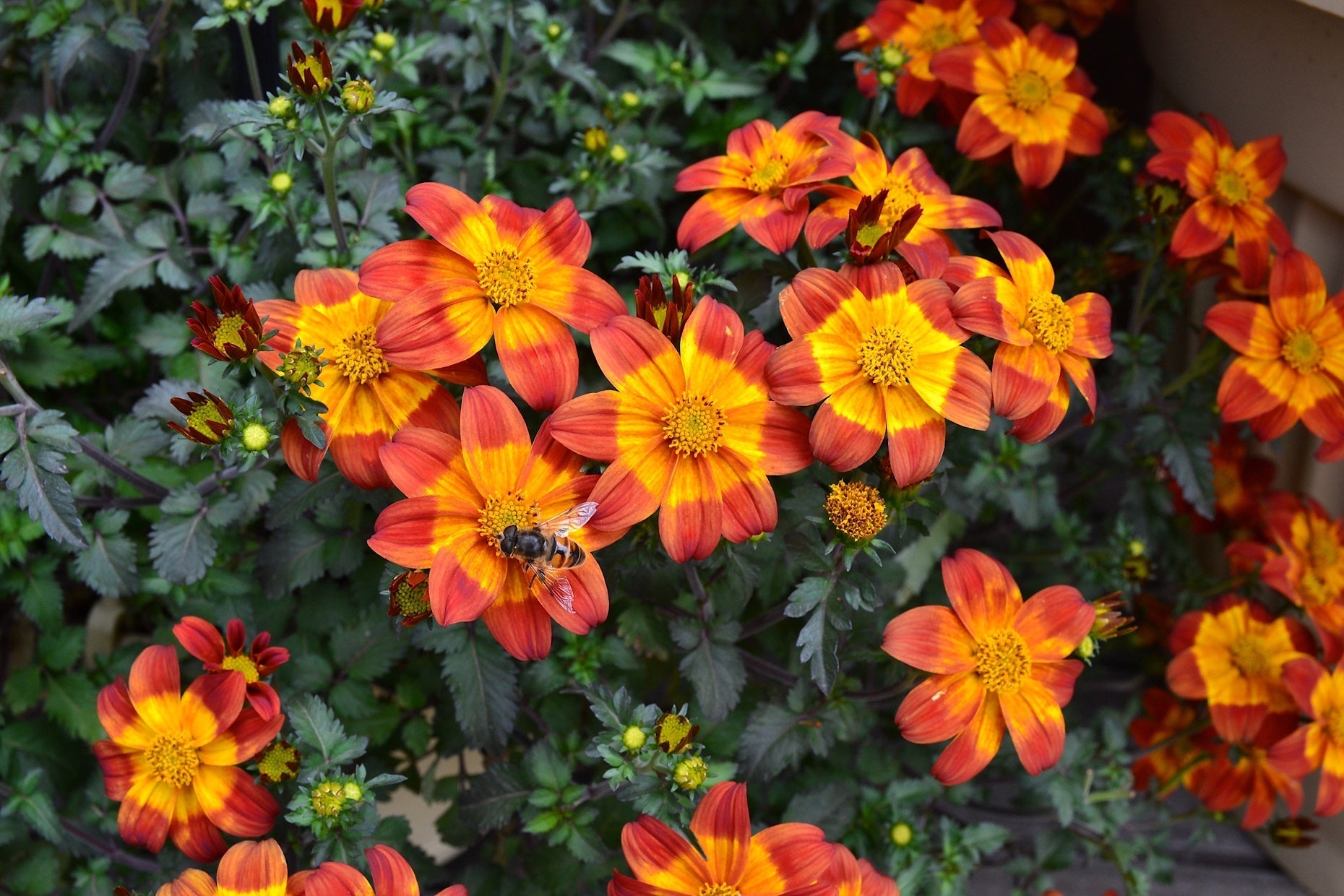 Bidens