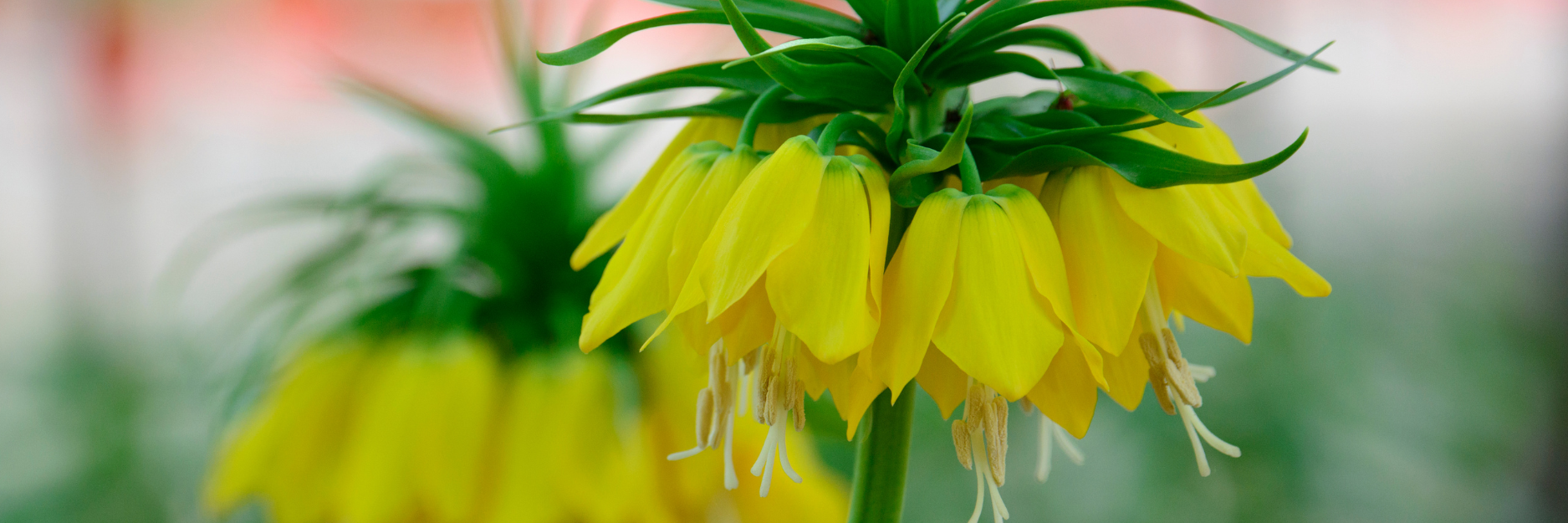 Fritillaria