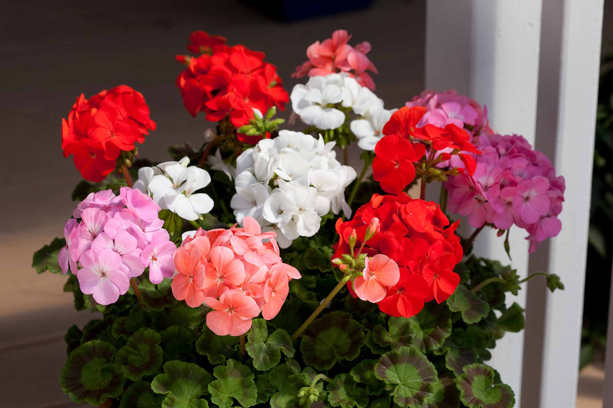 Geranium – Growtanical