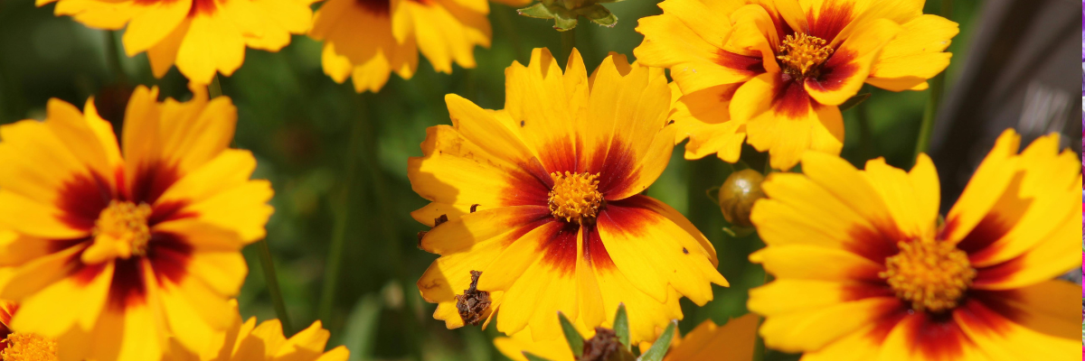 Coreopsis