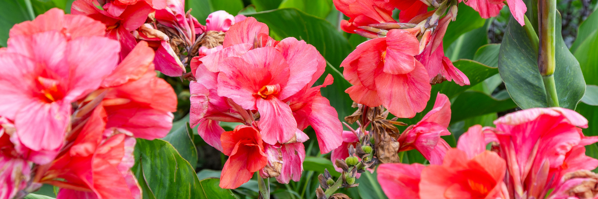 Canna Lily