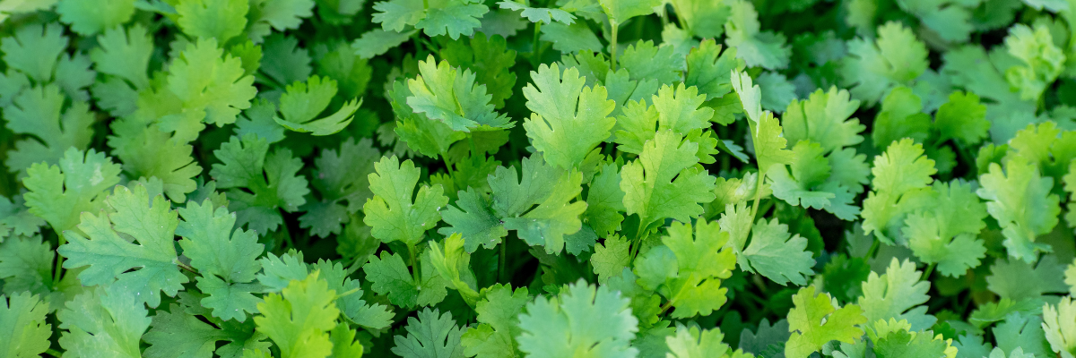 Herbs