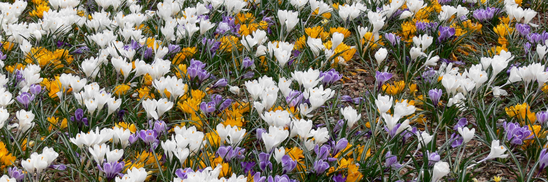 Crocus